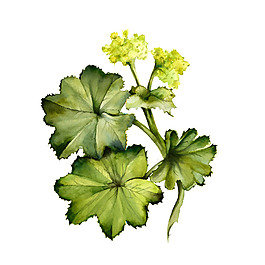 位圖 植物 寫意花卉 花朵 免費(fèi)素材