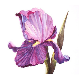 位圖 植物 寫意花卉 花朵 鳶尾 免費(fèi)素材