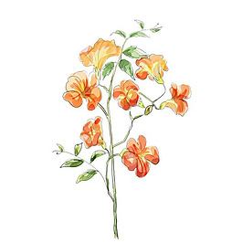 位圖 藝術(shù)效果 水彩 花卉 免費(fèi)素材