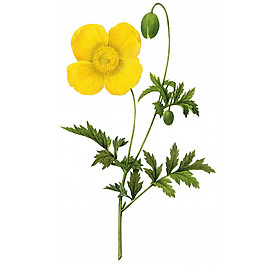 位圖 藝術(shù)效果 水彩 花卉 免費(fèi)素材