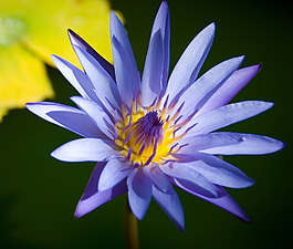 位圖 植物攝影 寫實(shí)花卉 花朵 數(shù)碼照片 免費(fèi)素材