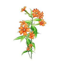 位圖 藝術(shù)效果 水彩 花卉 免費素材