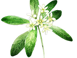 位圖 藝術(shù)效果 水彩 花卉 免費素材