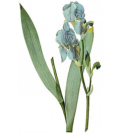 位圖 藝術(shù)效果 水彩 花卉 免費(fèi)素材