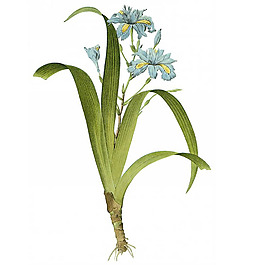 位圖 藝術(shù)效果 水彩 花卉 免費(fèi)素材