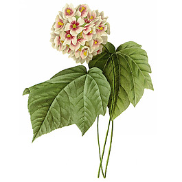 位圖 藝術(shù)效果 水彩 花卉 免費素材