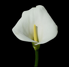位圖 植物攝影 寫實(shí)花卉 花朵 馬蹄蓮 免費(fèi)素材