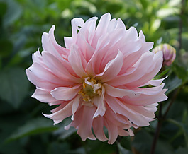 位圖 植物攝影 寫實(shí)花卉 花朵 數(shù)碼照片 免費(fèi)素材
