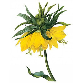 位圖 藝術(shù)效果 水彩 花卉 免費素材