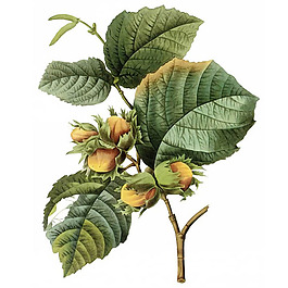 位圖 藝術(shù)效果 水彩 花卉 免費素材