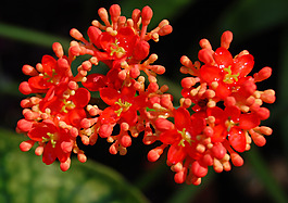 位圖 植物攝影 寫實花卉 花朵 數(shù)碼照片 免費素材