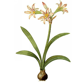 位圖 藝術(shù)效果 水彩 花卉 免費素材