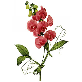 位圖 藝術(shù)效果 水彩 花卉 免費素材
