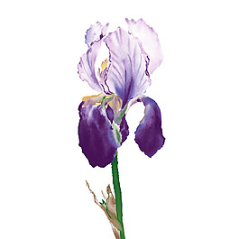 位圖 藝術(shù)效果 手繪 植物 免費(fèi)素材