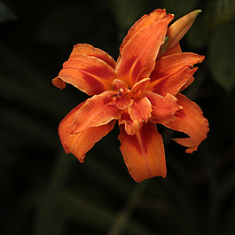 位圖 植物攝影 寫實花卉 花朵 百合 免費(fèi)素材