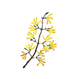 位圖 插畫 植物插畫 插畫師 Gollybard 免費素材