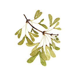 位圖 插畫 植物插畫 插畫師 Gollybard 免費(fèi)素材
