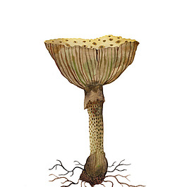 位圖 插畫 植物插畫 插畫師 Gollybard 免費(fèi)素材