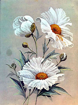 位圖 植物 寫意花卉 花朵 野花 免費(fèi)素材
