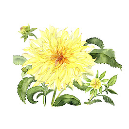 位圖 植物 寫意花卉 花朵 菊花 免費素材