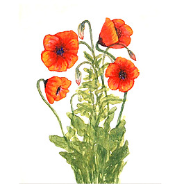 位圖 植物 寫意花卉 花朵 牽?；?免費素材