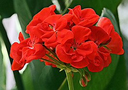 位圖 植物 寫意花卉 花朵 野花 免費素材