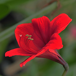 位圖 植物攝影 寫實(shí)花卉 花朵 百合 免費(fèi)素材