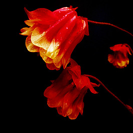 位圖 植物攝影 寫實(shí)花卉 花朵 數(shù)碼照片 免費(fèi)素材