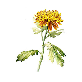 位圖 植物 寫意花卉 花朵 菊花 免費素材