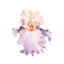 位圖 植物 寫意花卉 花朵 鳶尾 免費(fèi)素材