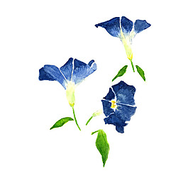 位圖 植物 寫(xiě)意花卉 花朵 牽牛 免費(fèi)素材