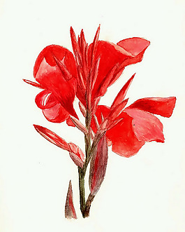 位圖 植物 寫(xiě)意花卉 花朵 美人蕉 免費(fèi)素材