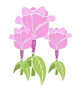 粉红玫瑰