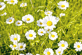 Leucanthemum vulgare