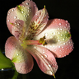 位圖 植物攝影 寫實(shí)花卉 花朵 百合 免費(fèi)素材