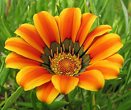 位圖 植物攝影 寫實(shí)花卉 花朵 數(shù)碼照片 免費(fèi)素材