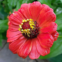 位圖 植物攝影 寫實(shí)花卉 花朵 數(shù)碼照片 免費(fèi)素材