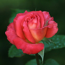 位圖 植物攝影 寫(xiě)實(shí)花卉 花朵 玫瑰 免費(fèi)素材