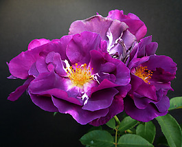 位圖 植物攝影 寫實(shí)花卉 花朵 數(shù)碼照片 免費(fèi)素材