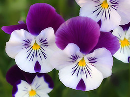 位圖 植物攝影 花卉 花朵 免費(fèi)素材