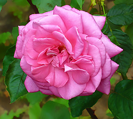 位圖 植物攝影 寫實(shí)花卉 花朵 月季 免費(fèi)素材
