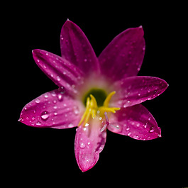 位圖 植物攝影 寫實(shí)花卉 花朵 數(shù)碼照片 免費(fèi)素材