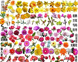 花卉圖