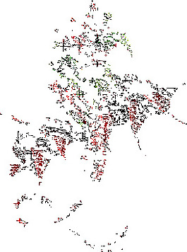 蝙蝠花图片
