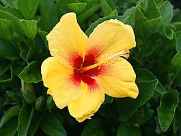 位圖 植物攝影 花卉 花朵 免費(fèi)素材