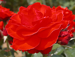 位圖 植物攝影 花卉 花朵 免費素材