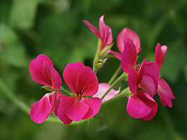 位圖 植物攝影 花卉 花朵 免費(fèi)素材