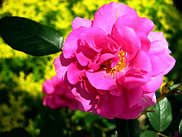 位圖 植物攝影 花卉 花朵 免費(fèi)素材