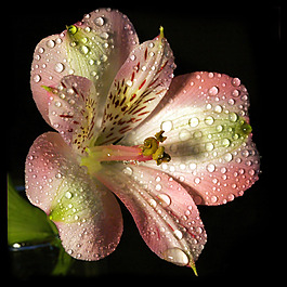 位圖 植物攝影 寫實(shí)花卉 花朵 數(shù)碼照片 免費(fèi)素材