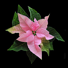 位圖 植物攝影 寫實花卉 花朵 數(shù)碼照片 免費素材